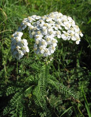 Yarrow